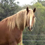 Patron Viho-A rare red color with a flaxen mane..Friesian/Percheron-Owned by Carol Ann Gonyo 