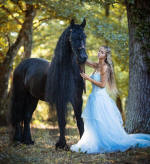Friesian stallion-Aede K. & Emmanuelle Martin
