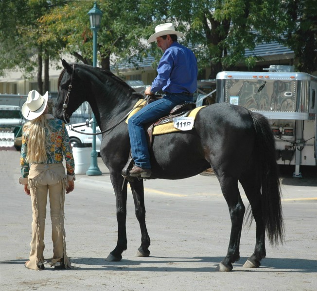 Friesian Heritage Horse-Sport Horse Designated