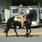 Friesian Thoroughbred-Neo-Owned by Ingrid Gryskiewicz 