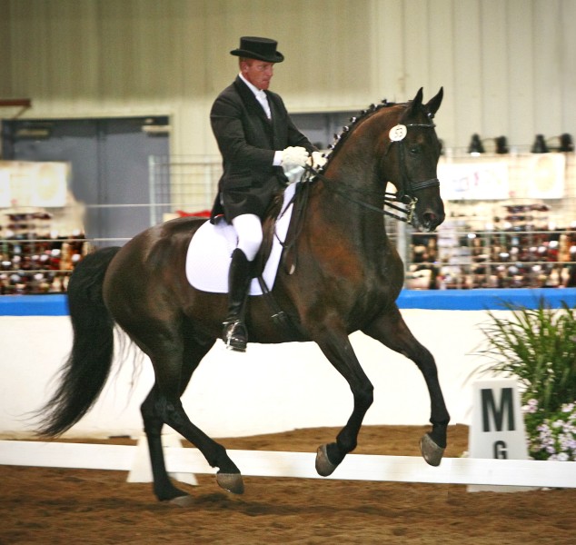 Friesian Heritage Horse-Blue Elite Sport Horse Designated