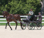 Savannah Rose-Friesian Heritage-CDE