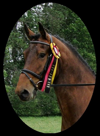 Zoren Z with his Heritage Horse Show High Point 