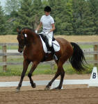 Friesian Heritage horse-Zoren Z & Tami Anderson 07/17/10