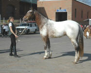 Custom Design-Friesian heritage stallion