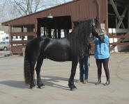 Friesian stallion Kapetan