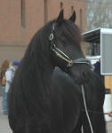 Kapetan-Friesian stallion