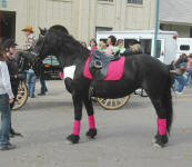 Whitney-Friesian mare