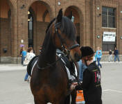 Nero's Celebrated Design-Friesian/Saddlbred Mare