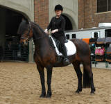 Nero's Celebrated Design-Friesian/Saddlbred Mare