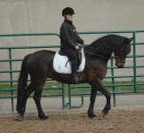 Nero's Celebrated Design-Friesian/Saddlbred Mare