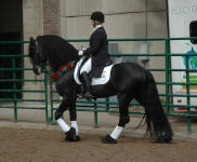 Friesian stallion Carisbrooke's El Dante-Tyra Vernon