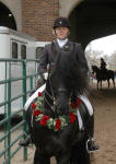 Friesian stallion Carisbrooke's El Dante-Tyra Vernon