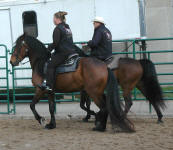 Friesian Heritage Horse-Gorgous George-Rachel Becklin