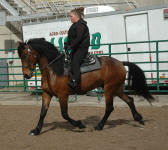 Friesian Heritage Horse-Gorgous George-Rachel Becklin