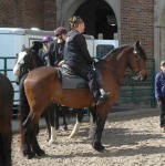 Friesian Heritage Horse-Gorgous George-Rachel Becklin