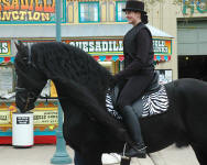 Friesian stallion Hessel