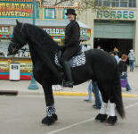 Friesian stallion Hessel