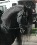 Friesian stallion Hessel