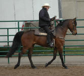 Friesian Heritage horse Kingston & Keith Becklin