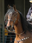 Friesian Heritage horse Kingston & Keith Becklin