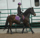 Sophia Rose with rider Laura Rauchwater