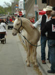 Heritage Pony Stallion-Doubly Bubbly