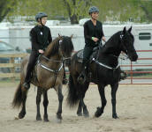 Stallion Nero's Intricate Design & Avalon's Majestic Knight with Elesha & Savannah