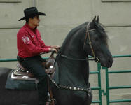 Friesian stallion-Milan of Carisbrookeridden by Moy Sanchez