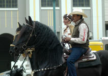 Friesian stallions-Carisbrooke's Dante & Milan ridden by Lisa & Moy