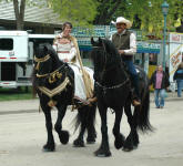 Friesian stallions-Carisbrooke's Dante & Milan ridden by Lisa & Moy