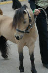 Buckskin Miniature Horse