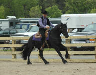 Regal of Legend Woods ridden by Jeff  Gryskiewicz