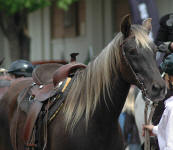 Silver Dapple Rocky Mountain Horse