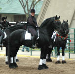 Mindy Price with Zorro