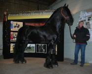 Carisbooke's El Dante-Friesian Stallion