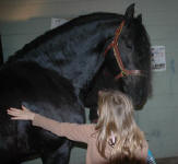 Carisbooke's El Dante-Friesian Stallion