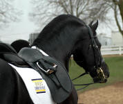 Carisbooke's El Dante-Friesian Stallion