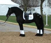 Carisbooke's El Dante-Friesian Stallion