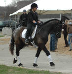 Friesian Heritage Horse Figaro (gelding) & Jamie