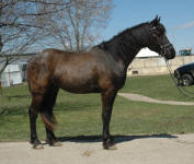 Friesian Heritage Horse Figaro (gelding) & Jamie