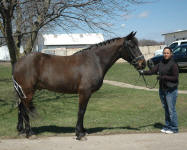 Jedi Knight (gelding) & Angela