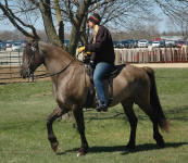 Nero's Intricate Design (stallion) & Savannah