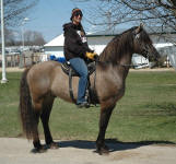 Nero's Intricate Design (stallion) & Savannah