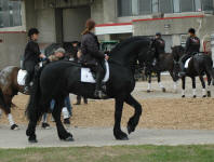 Mattias (stallion) & Tiana