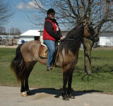 Phoenix (gelding) & Brooke