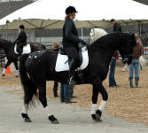 Renegade (gelding) & Hayley