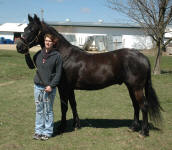 Renegade (gelding) & Hayley