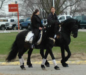 Vanda (mare) & Mattias-(Friesian stallion)