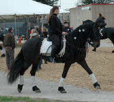 Friesian Heritage Horse-Vanda